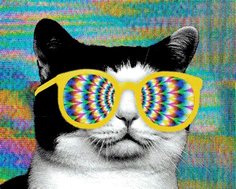 hipster cat funnycat gif | WiffleGif