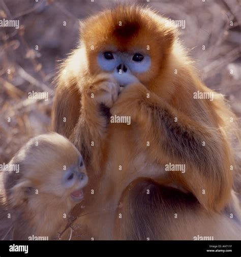 Mother baby golden snub nosed monkey Stock Photo - Alamy