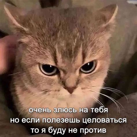 Жми на фото, подписывайся на тг ️ | Funny animal jokes, Cat quotes ...