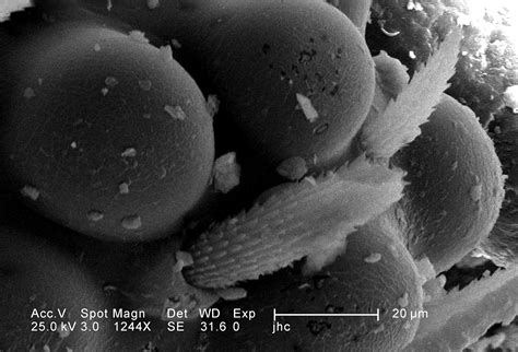 picture larva doodlebug