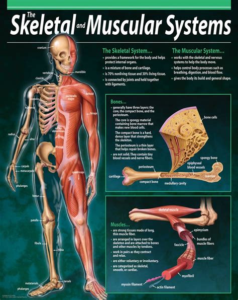 muscular system chart