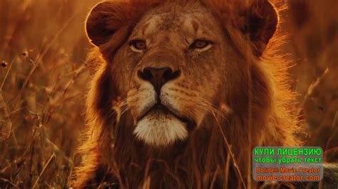 СЕРЕНГЕТИ _ Serengeti 1 серия - YouTube