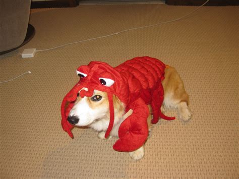 The surprising corgis for adoption near me search results today 29