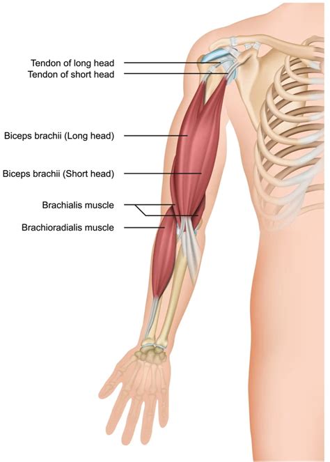 Comprehensive Overview of the Brachialis Muscle Anatomy – StudyLoop