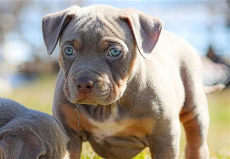 understanding  genetics  american bully coat colors