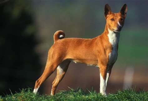 Басенджі - Інформація про породу собаки, Фото, Догляд, Історія - Fello.pet