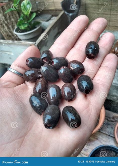 Water lilly seeds stock image. Image of water, germinate - 231058955