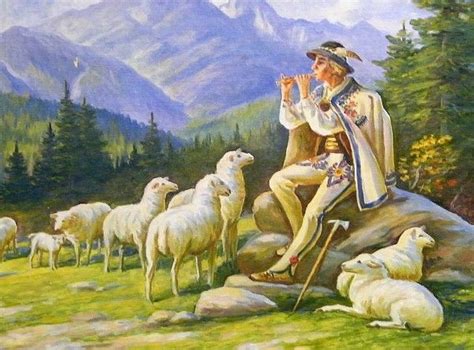 овцы, козы