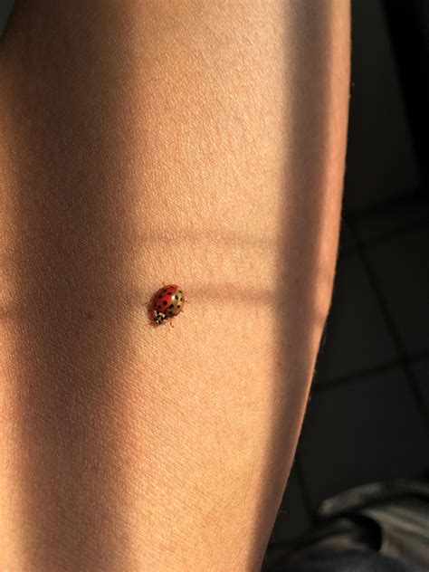 This Half-Red Half-Gold Lady Bug that landed on me.