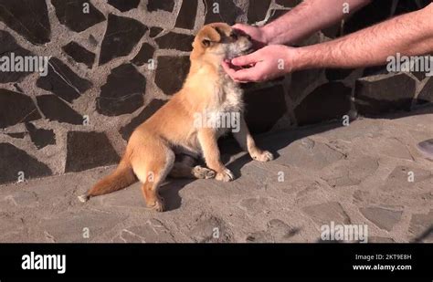 calm peaceful animals stock  footage hd   video clips