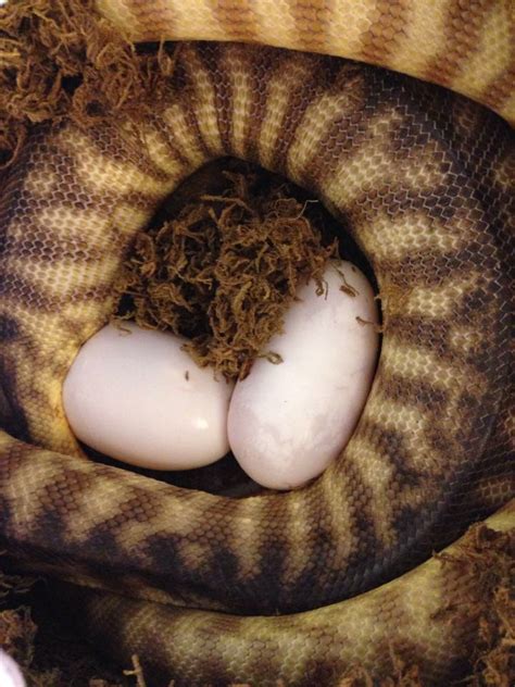 Are these rattlesnake eggs? – Rattlesnake Solutions