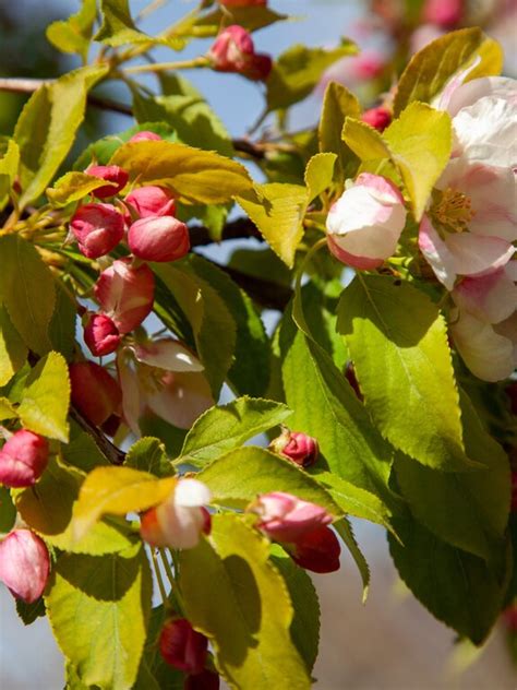 In-Depth News for Trade Customers | Provender Nurseries - Provender ...