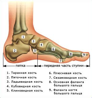 Болит ладьевидная и кубовидная кость, как лечить?