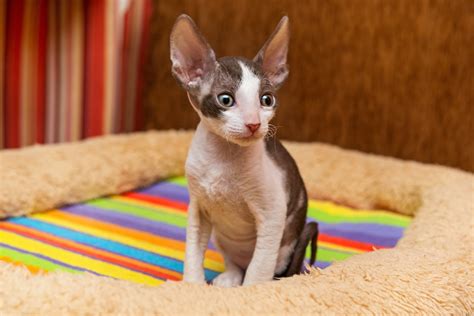 Cornish Rex Cat Breed & Adoption Information | Petfinder