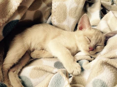 The 10 best cat breeds for people with allergies - VetChat Blog