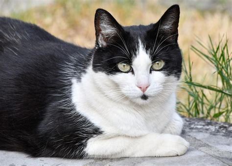 cat pussy feline  image