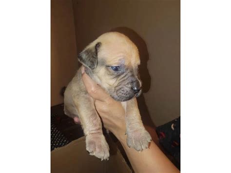 5 Beautiful Boerboel puppies for sale in Long Beach - Puppies for Sale ...
