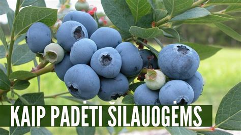 Šilauogių priežiūra dažniausiai yra nepakankama: kokios daromos klaidos ...