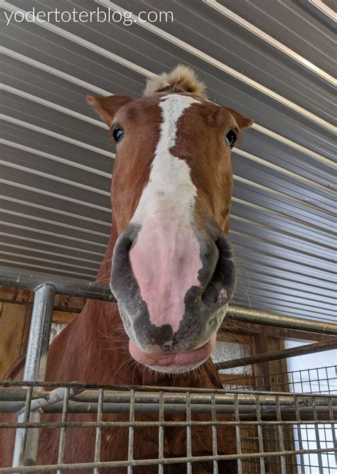 Kid Favorite - Hershberger's Farm Petting Zoo - yodertoterblog