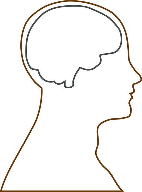 Brain,head,science,human,biology - free image from needpix.com