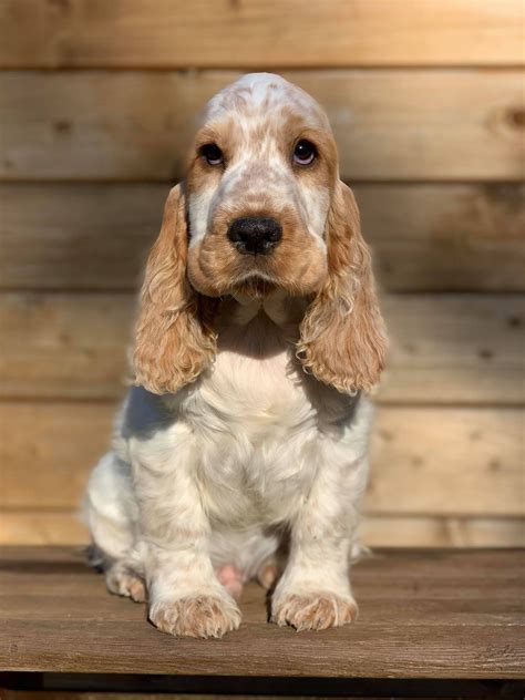 English cocker spaniel puppies for sale – Artofit