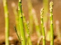 29 Aspersies ideas | growing vegetables, veggie garden, growing asparagus