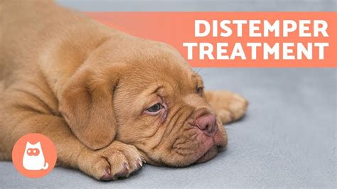 What Is Distemper Dogs at Ronald Caster blog