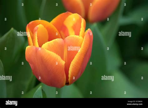 Tulip "Triple A Stock Photo - Alamy
