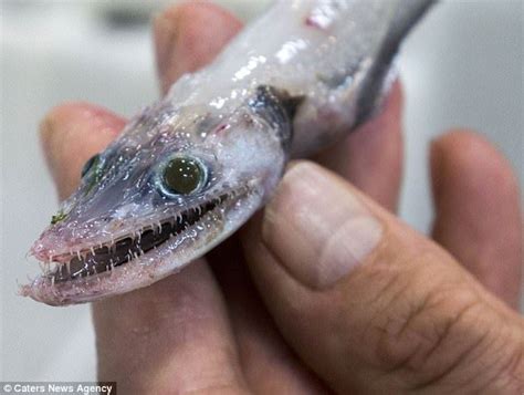 √ Sturgeon Fish Teeth | Fischlexikon