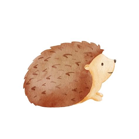 igel gemalt bilder kostenloser  auf freepik