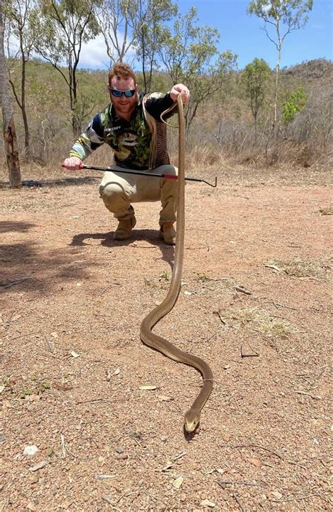 ‘Once in a lifetime catch’: Monster taipan wrangled at Townsville uni ...