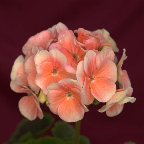 Geranio Peach | Gardens