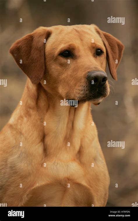 Yellow Lab Portrait Stock Photo - Alamy