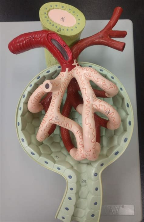 Glomerular Capsule Diagram | Quizlet