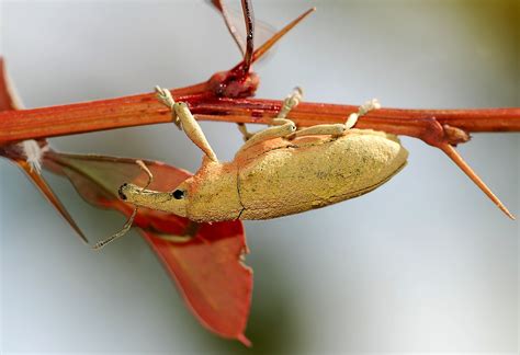 unraveling  puzzling world  weevil bugs