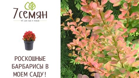 САМЫЕ КРАСИВЫЕ БАРБАРИСЫ ДЛЯ ВАШЕГО САДА! - YouTube