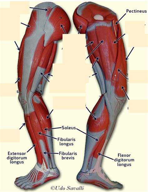 human leg model diagram quizlet