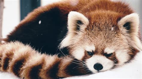red panda, animals, snow, HD Wallpaper | Rare Gallery