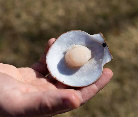 Live Sea Scallops from Penobscot Bay, ME - Island Creek Oysters | Buy Oysters Online