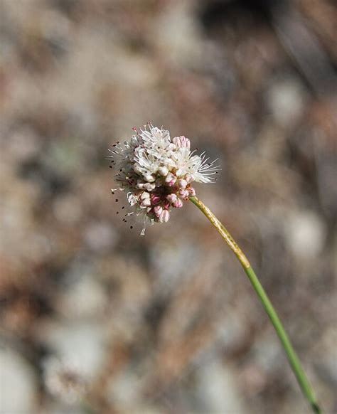 Eriogonum nudum - Wikiwand