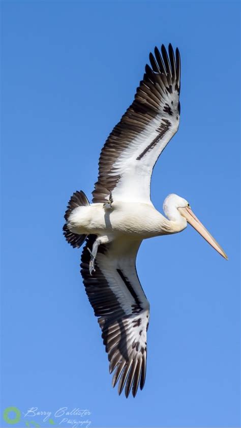 Australian Birds Photography | Australian birds, Bird photography ...