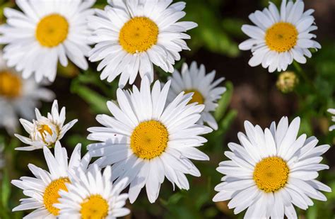 How to Grow Shasta Daisies: Expert Tips for Flourishing Blooms – My