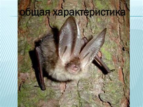 Класс: Млекопитающие. Отряд: Рукокрылые - online presentation