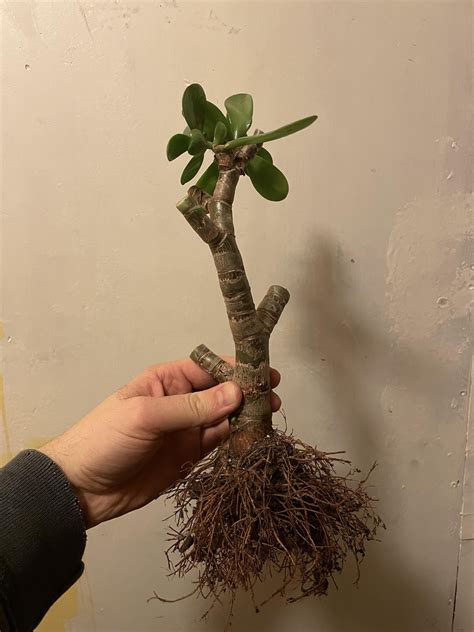 Massive pruning of this Crassula ovata : r/Bonsai