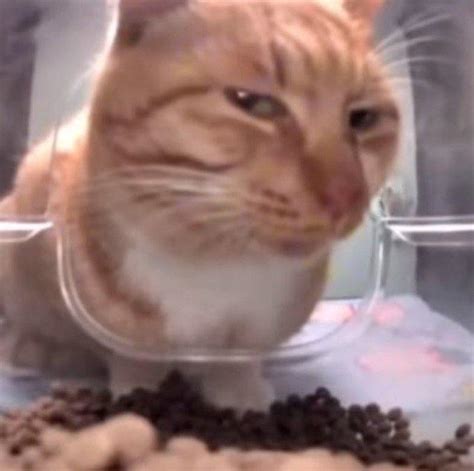 fresh side eye cat meme  fresh side eye cat   meme