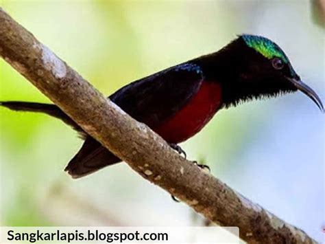 merawat burung kolibri berita terkini