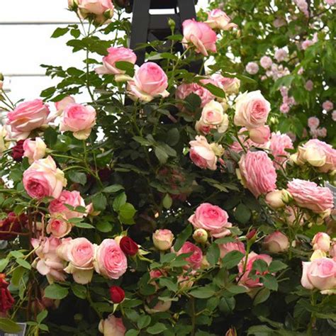 How To Plant Eden Climbing Rose at Mary Smithey blog
