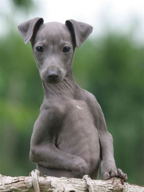 Italian Greyhound – Fast, Smart And Stubborn Tiny Dog | Grey hound dog