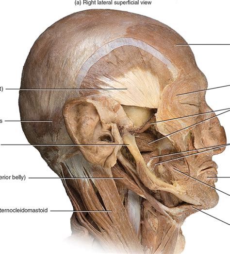 muscles that move mandible Diagram | Quizlet