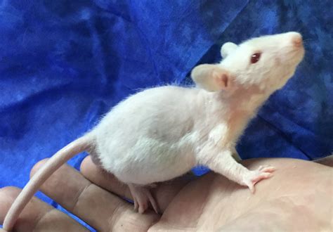 Hairless Rat Rodents For Sale | Abilene, KS #277578